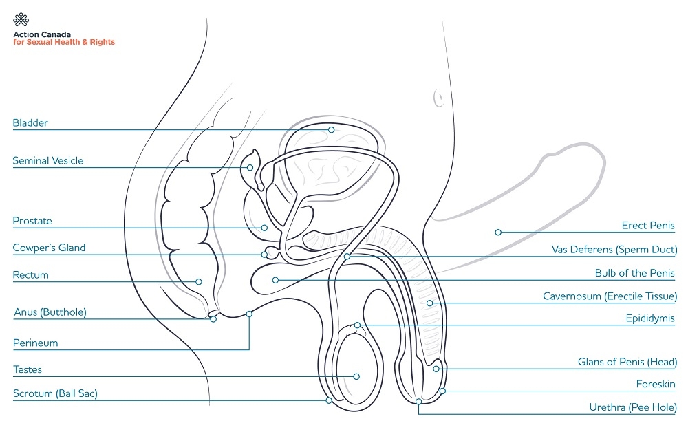 diagram of internal bits for bodies with penis/testicles