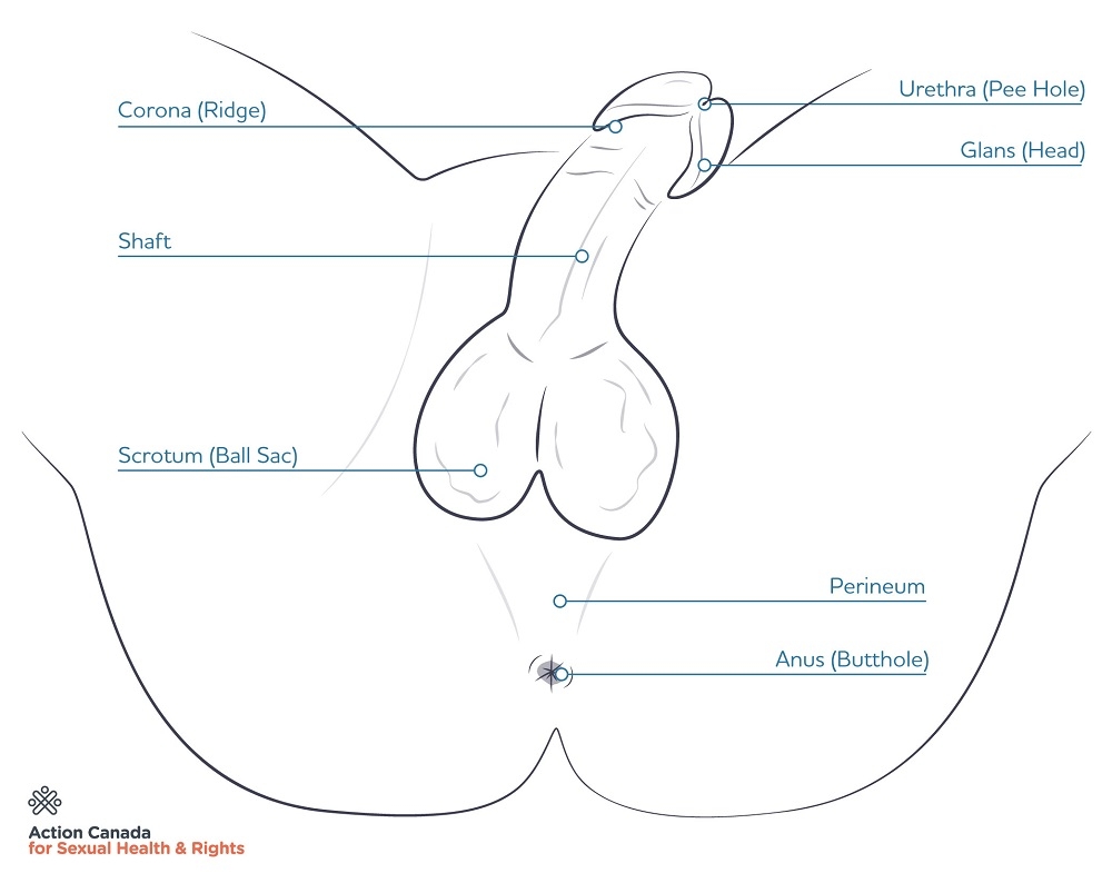 diagram of a circumcised penis