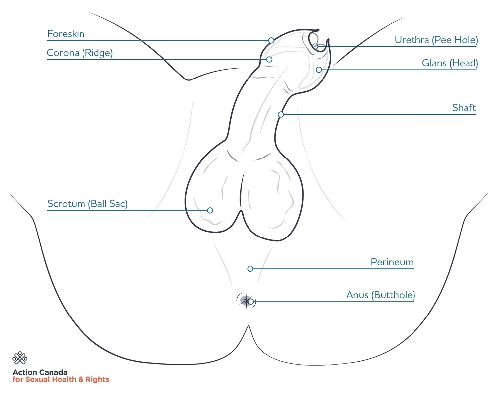 diagram of uncircumcised penis