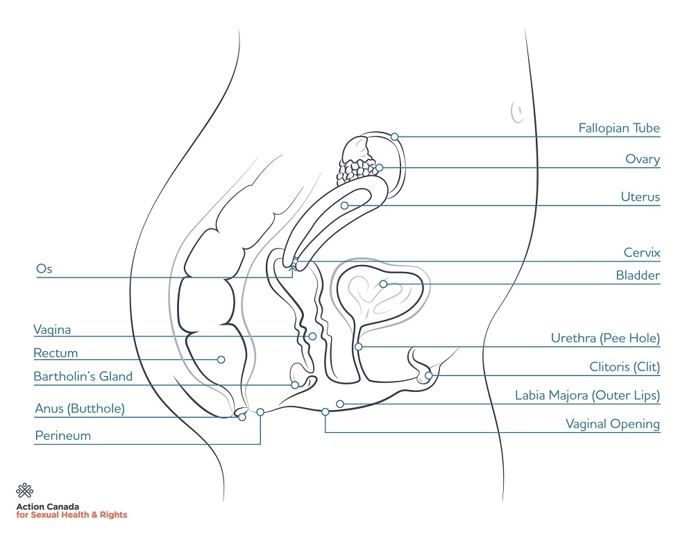 digram of inner bits for bodies with vagina/vulva