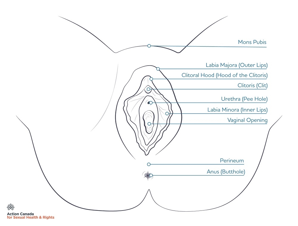 diagram of vagina/vulva