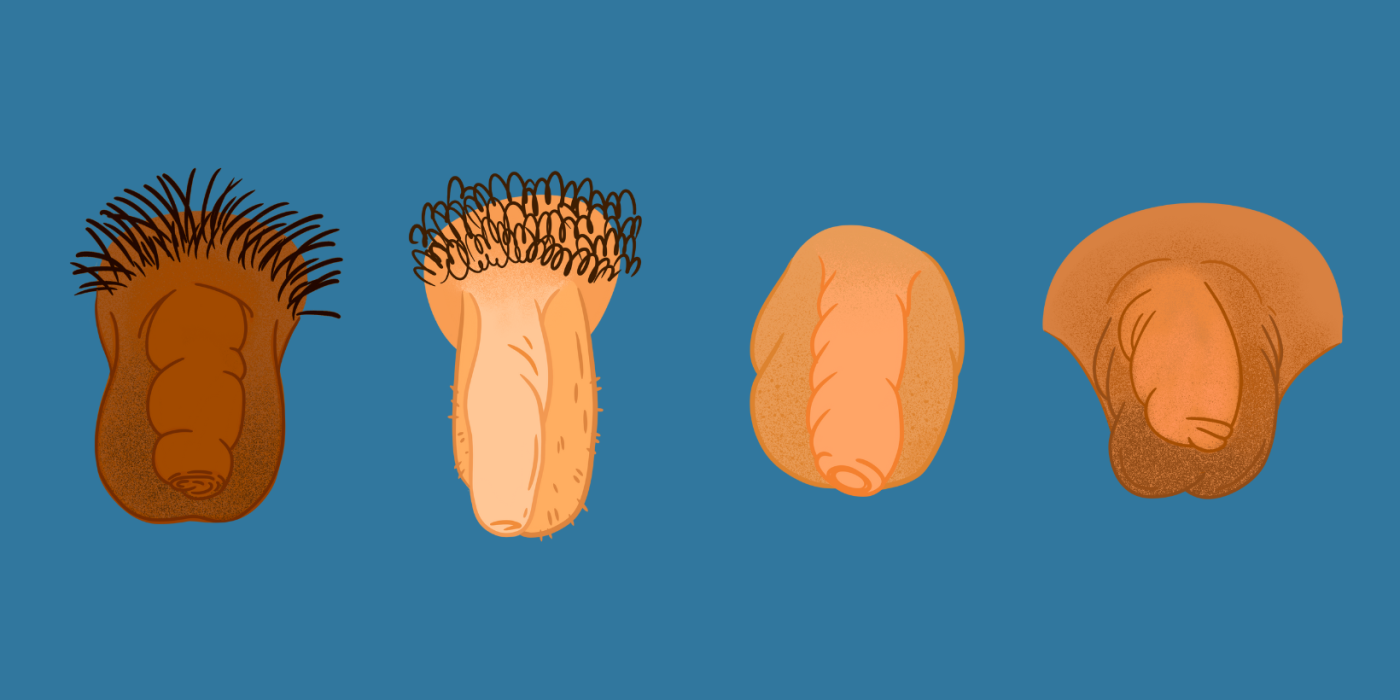 Four different illustrated penises that all look different on a blue background.