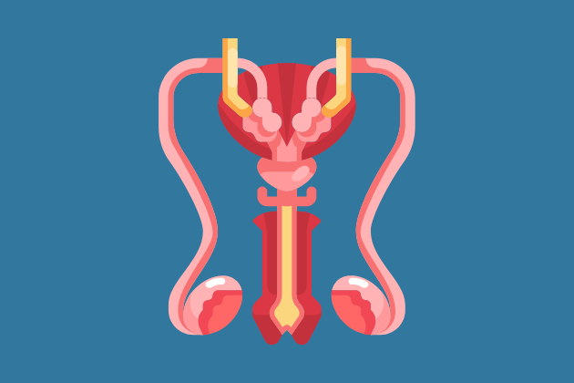 illustration and reproductive organs - penis and testicles