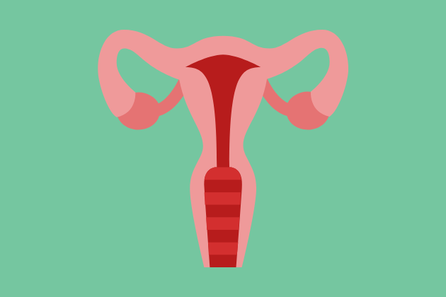 illustration of reproduction organs - vaginas and vulvas