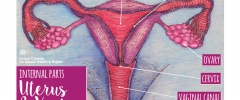 Internal parts - uterus and vagina with labels