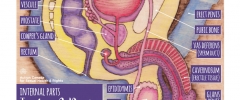 Graphic - Testes and Penis labelled drawing