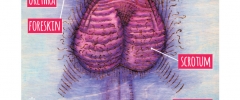 External parts - penis labelled drawing