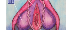 Clitoris - labelled drawing